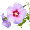 Hibiskus 'Blue Chiffon®' - Garten-Eibisch -Garten im Freien 7213606 WE DE 001 HibiscusSyriacusBlueChiffonRoseneibischHibiskus3LDehnerExpressHerzig
