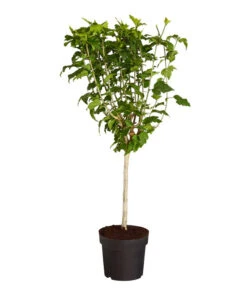 Hibiskus - Garten-Eibisch, Stämmchen 6 Hibiskus - Garten-Eibisch, Stämmchen -Garten im Freien 7218134 PR FS HibiscusSyriacusWoodbridgeDehnerExpressZS