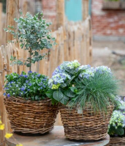 Van Der Leeden Bananenblatt-Topf, Rund, Braun -Garten im Freien 7222003 WE MO 001 HortensienBlauBlaubluehendeStraeucher