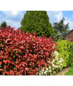 Purpur-Glanzmispel 'Red Robin' 7 Purpur-Glanzmispel 'Red Robin' -Garten im Freien 7305626 PhotiniaHeckePixabay