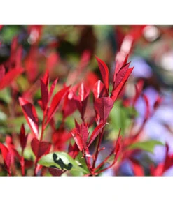 Purpur-Glanzmispel 'Red Robin' 9 Purpur-Glanzmispel 'Red Robin' -Garten im Freien 7305816 WE MO 001 PhotiniaRedRobinDehnerExpressHerzig