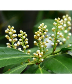 Kirschlorbeer 'Novita' -Garten im Freien 7359706 PR DE 001 KirschlorbeerEtnaPrunLaurEtna