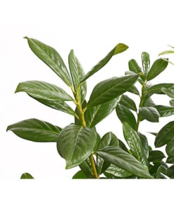 Kirschlorbeer 'Novita' -Garten im Freien 7360068 PR DE 001 PrunusKirschlorbeerNovita12LDehnerExpressHerzig