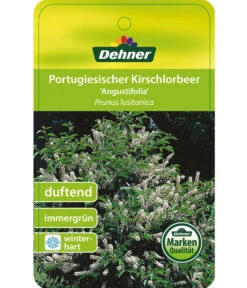 Portugiesischer Kirschlorbeer 'Angustifolia' -Garten im Freien 7362833 PortugiesischerKirschlorbeerAngustifolia Etikett 1