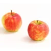 Herbstapfel 'Elstar' -Garten im Freien 7369164 WE DE 005 ApfelElstarDehnerExpressHerzig