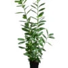 Kirschlorbeer 'Novita' -Garten im Freien 7426000 WE FS 001 PrunusLaurocerasusNovitaKirschlorbeer2L
