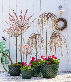 Stängelprimel, Verschiedene Farben -Garten im Freien 7464738 8816498 6705461 WE MO 001 KaetzchenweideStaengelprimelTopfElite 1