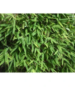 Schirmbambus 'Jumbo' 11 Schirmbambus 'Jumbo' -Garten im Freien 7471675 PR DE 001SchirmbambusJumboLoewenbaumpixabay