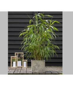 Schirmbambus 'Jumbo' 9 Schirmbambus 'Jumbo' -Garten im Freien 7471675 PR MO 001 BambusSinMurJumbo2L