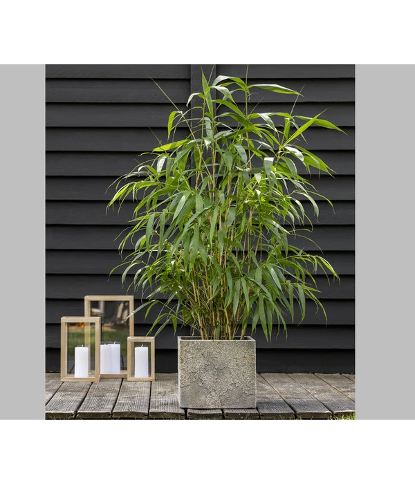 Schirmbambus 'Jumbo' 5 Schirmbambus 'Jumbo' – Bild 3