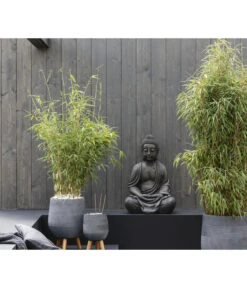 Schirmbambus 'Jumbo' 8 Schirmbambus 'Jumbo' -Garten im Freien 7471675 WE MO 001 FargesiaMurieliaeJumbo2021GC09