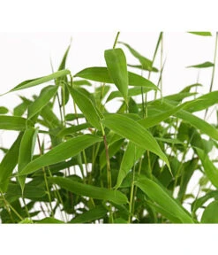 Schirmbambus 'Jumbo' 10 Schirmbambus 'Jumbo' -Garten im Freien 7471816 WE DE 001 SinarundinariaNitidaBambus1LDehnerExpressHerzig