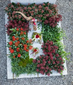 Gewöhnlicher Efeu -Garten im Freien 7472202 7472301 7207871 7472079 WE MO 001 Grabschmuck