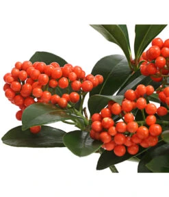 Japanische Frucht-Skimmie 'Temptation' -Garten im Freien 7472467 WE DE 001 SkimmiaSkimmieJaponicaTemptation18CDehnerExpressHerzig