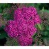 Rote Sommerspiere 'Anthony Waterer' 2 Rote Sommerspiere 'Anthony Waterer' -Garten im Freien 7483811 PR DE 001 SpiraeaAnthonyWatererLucknerJuni2015PflanzenOnlineKaufen