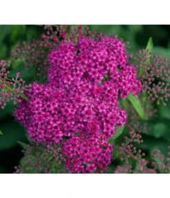 Rote Sommerspiere 'Anthony Waterer'