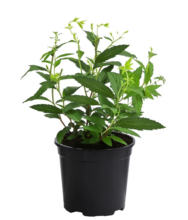 Rote Sommerspiere 'Anthony Waterer' 4 Rote Sommerspiere 'Anthony Waterer' – Bild 2