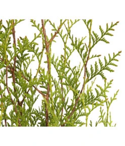 3 Meter Lebensbaum 'Brabant', 6 X Ca. 150-175 Cm -Garten im Freien 7511009 WE DE 001 LebensbaumThujaOccidentalisBrabant3L