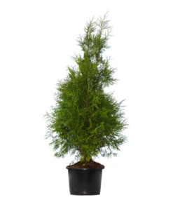 Garten im Freien -Garten im Freien 7512700 WE FS 002 LebensbaumBrabantThujaOccidentalis3Meter