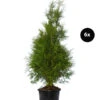 3 Meter Lebensbaum 'Brabant', 6 X Ca. 150-175 Cm -Garten im Freien 7512700 WE FS 002 LebensbaumBrabantThujaOccidentalis6x