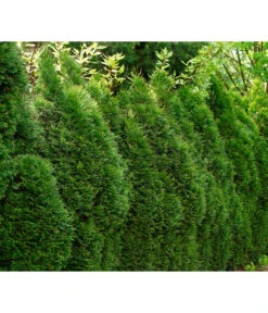 13 Meter Lebensbaum 'Smaragd', 40 X Ca. 100-125 Cm -Garten im Freien 7513757 7516768 WE MO 002 ThujaSmaragd
