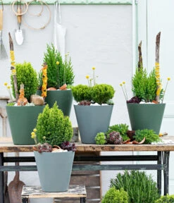 Trommelschlägel 'Golf Beauty' 14 Trommelschlägel 'Golf Beauty' -Garten im Freien 7517402 WE MO 001 Koniferen