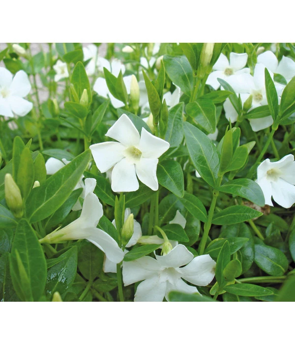 Weißes Immergrün 'Alba' 3 Weißes Immergrün 'Alba'