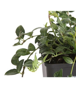 Weißes Immergrün 'Alba' 9 Weißes Immergrün 'Alba' -Garten im Freien 7539885 PR DE 001 VincaImmergruenMinorWeiss9CDehnerExpressHerzig