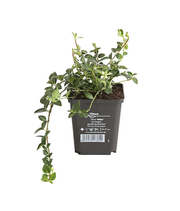Weißes Immergrün 'Alba' 4 Weißes Immergrün 'Alba' – Bild 2