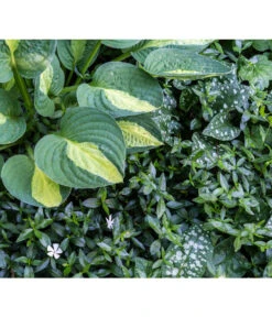 Weißes Immergrün 'Alba' 8 Weißes Immergrün 'Alba' -Garten im Freien 7539885 PR MO 001 VincaImmergruenWeissSchattenbeetPrivatgartenLucknerMai2017