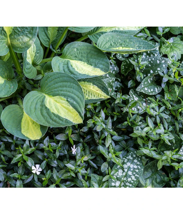 Weißes Immergrün 'Alba' 5 Weißes Immergrün 'Alba' – Bild 3