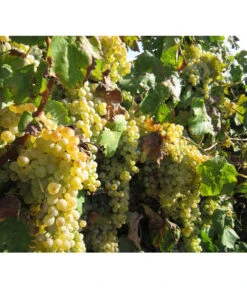 Dehner Gourmet Garten Tafeltraube 'Palatina' -Garten im Freien 7540099 WE MO 001 GGWeinPalatinaPixabay