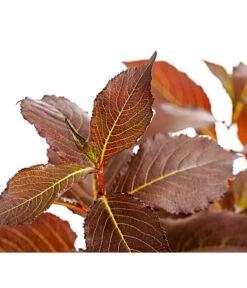 Weigelie 'Victoria' -Garten im Freien 7541261 WE DE 001 WeigelieFloridaViktoria5LDehnerExpressHerzig