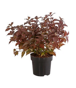 Weigelie 'Victoria' -Garten im Freien 7541261 WE FS 001 WeigelieFloridaViktoria5LDehnerExpressHerzig