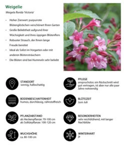 Weigelie 'Victoria' -Garten im Freien 7541261 WE IG 001 Weigelie