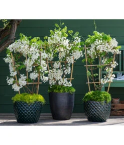 Sternmoos-Duo -Garten im Freien 7542905 8007429 6705461 WE MO 001 WisteriaWeiss 1