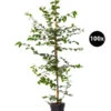 20 Meter Hainbuche, 100 X Ca. 125-150 Cm -Garten im Freien 7548175 WE FS 002 HainbucheCarpinusBetulusHecke100x