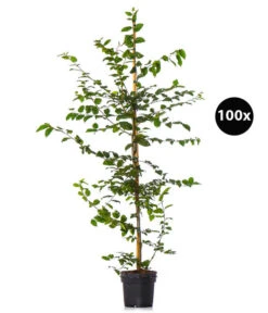 20 Meter Hainbuche, 100 X Ca. 125-150 Cm