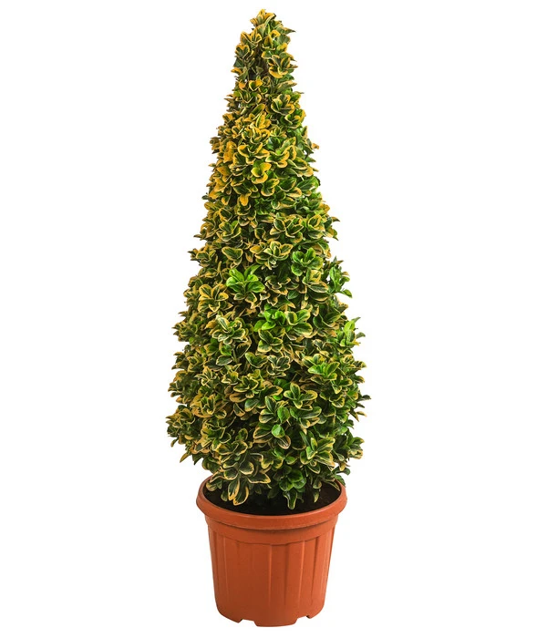 Japanischer Spindelstrauch 'Elegantissima Aurea', Ca. 130-150 Cm 3 Japanischer Spindelstrauch 'Elegantissima Aurea', Ca. 130-150 Cm