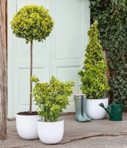 Japanischer Spindelstrauch 'Elegantissima Aurea', Ca. 130-150 Cm 5 Japanischer Spindelstrauch 'Elegantissima Aurea', Ca. 130-150 Cm -Garten im Freien 7550122 WE MO 001 JapanischerSpindelstrauch