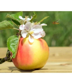 Zwergapfel 'Galina' 7 Zwergapfel 'Galina' -Garten im Freien 7604697 WE MO 002 ApfelGalinaZwergPixabay