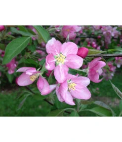 Rotfleischiger Apfel 'Baya Marisa' -Garten im Freien 7610488 PR DE 001 MalusApfelRotfleischigBluetePixabay