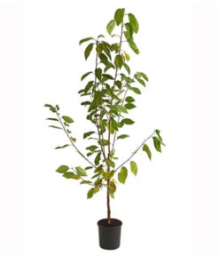 Süßkirsche 'Burlat' 5 Süßkirsche 'Burlat' -Garten im Freien 7620180 PR FS 001 SuesskirscheBurlatBusch95LiterDehnerExpressHerzig