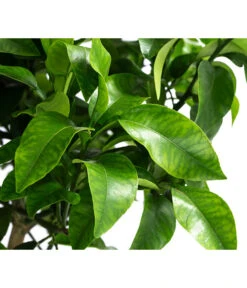 Rosafarbene Grapefruit -Garten im Freien 7622673 WE DE 002 CitrusParadisiiRosaGrapefruitT20