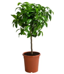 Rosafarbene Grapefruit