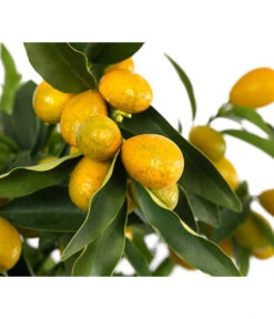 Kumquat 5 Kumquat -Garten im Freien 7622707 WE DE 003 CitrusKumquatDehnerExpressHerzig