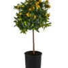 Kumquat 1 Kumquat -Garten im Freien 7622707 WE FS 003 CitrusKumquatDehnerExpressHerzig