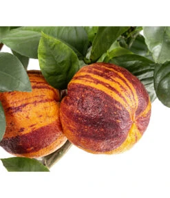 Regenbogen-Orange 'Acrobal' -Garten im Freien 7623044 WE DE 001 CitrusRegenbogenorangeArcobal