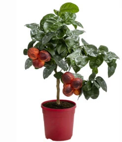 Regenbogen-Orange 'Acrobal' -Garten im Freien 7623044 WE FS 001 CitrusRegenbogenorangeArcobalT20