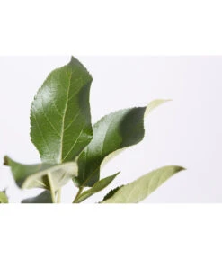 Herbstapfel 'Elstar' 10 Herbstapfel 'Elstar' -Garten im Freien 7639164 PR DE 001 ApfelElstarMalusBusch95LiterDehnerExpressZS